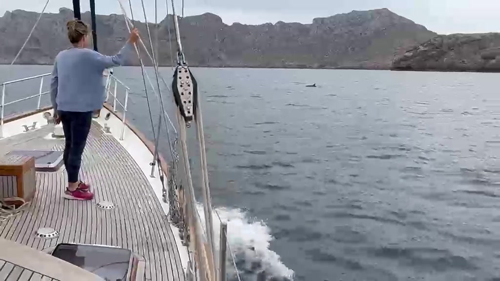 Dolphin watch from the bow of Gran Blau